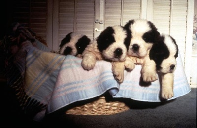 无敌当家2剧照的剧照