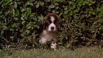 无敌当家剧照的剧照