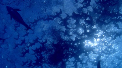 海龟奇妙之旅剧照的剧照