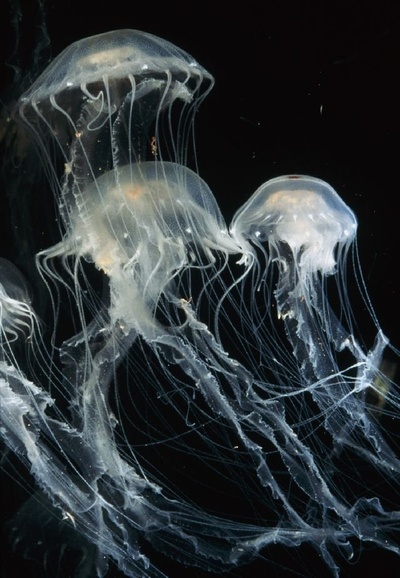 海龟奇妙之旅剧照的剧照