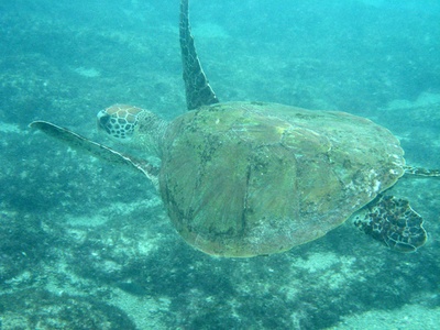 海龟奇妙之旅剧照的剧照