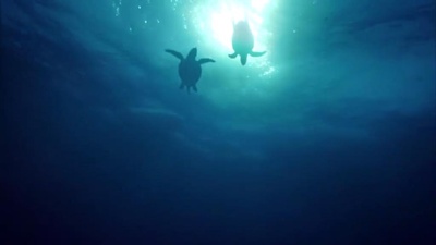 海龟奇妙之旅剧照的剧照