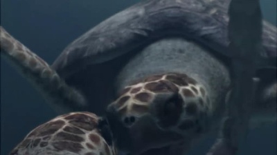 海龟奇妙之旅剧照的剧照