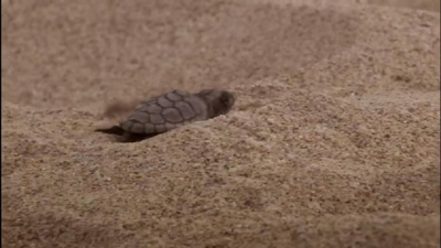 海龟奇妙之旅剧照的剧照