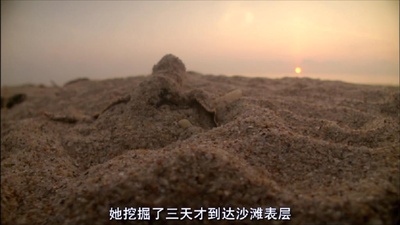 海龟奇妙之旅剧照的剧照