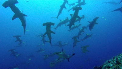 海龟奇妙之旅剧照的剧照