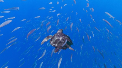 海龟奇妙之旅剧照的剧照