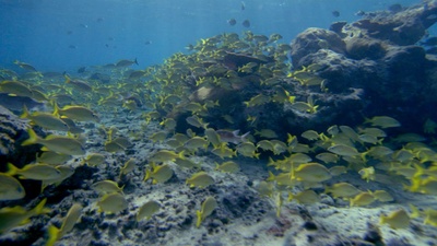 海龟奇妙之旅剧照的剧照