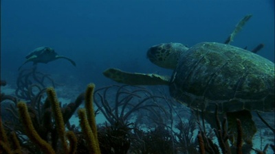 海龟奇妙之旅剧照的剧照