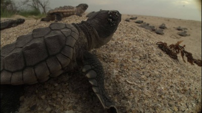 海龟奇妙之旅剧照的剧照