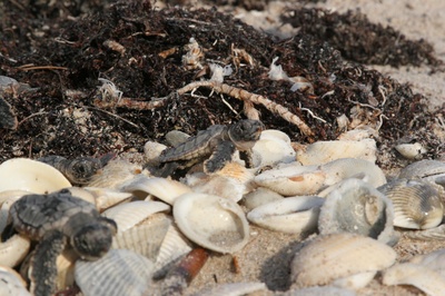 海龟奇妙之旅剧照的剧照