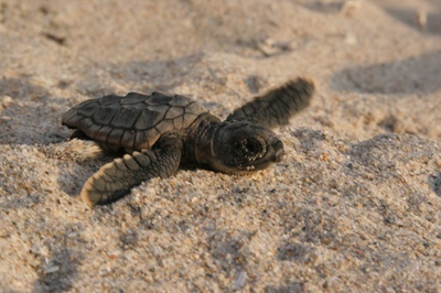 海龟奇妙之旅剧照的剧照