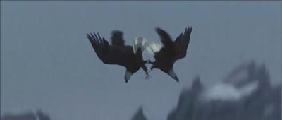 观鸟大年剧照的剧照