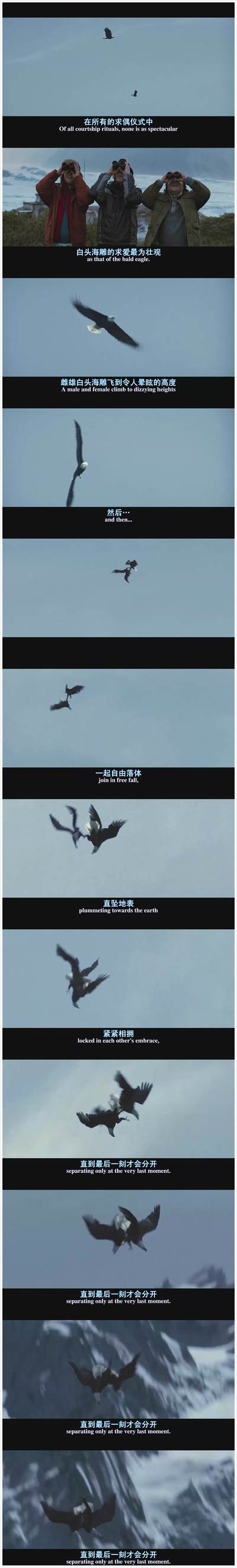 观鸟大年剧照的剧照