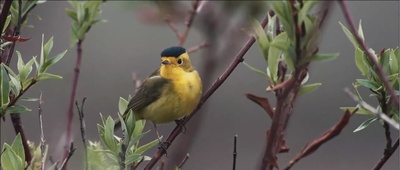观鸟大年剧照的剧照