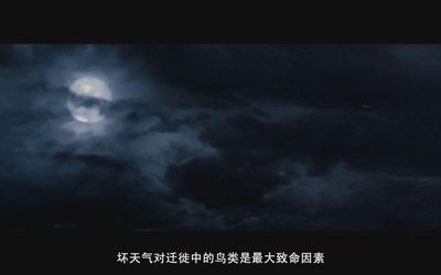 观鸟大年剧照的剧照