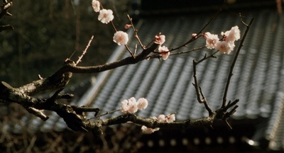 隐剑鬼爪剧照的剧照