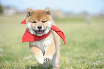 豆柴小犬 望乡篇 电影版剧照的剧照