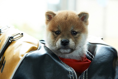 豆柴小犬 望乡篇 电影版剧照的剧照