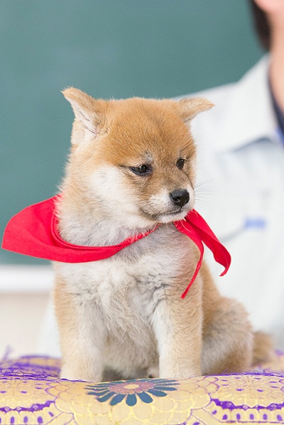 豆柴小犬 望乡篇 电影版剧照的剧照