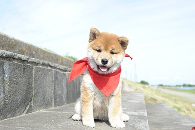 豆柴小犬 望乡篇 电影版剧照的剧照