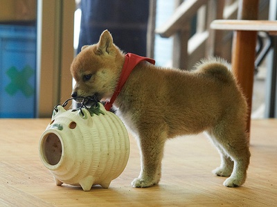 豆柴小犬 望乡篇 电影版剧照的剧照