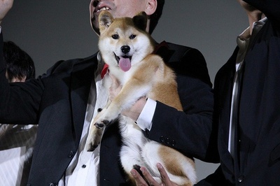 豆柴小犬 望乡篇 电影版剧照的剧照