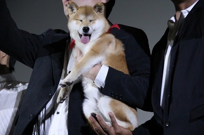 豆柴小犬 望乡篇 电影版剧照的剧照