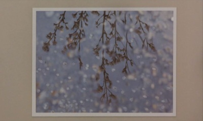 铁线蕨青剧照的剧照