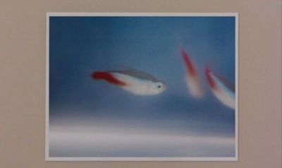 铁线蕨青剧照的剧照