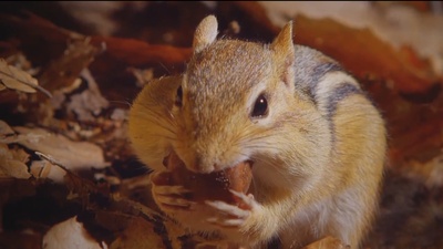 小巨人 3D剧照的剧照