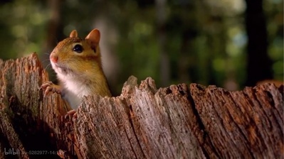 小巨人 3D剧照的剧照