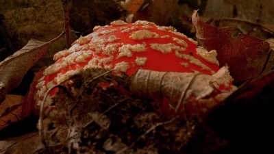 小巨人 3D剧照的剧照