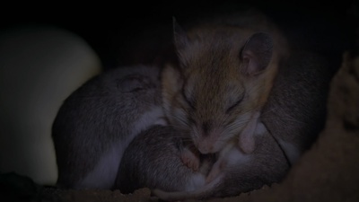 小巨人 3D剧照的剧照