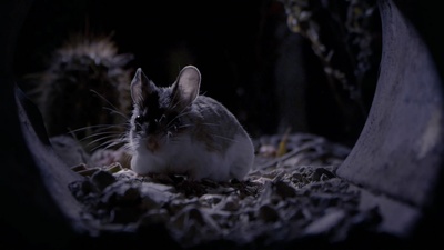 小巨人 3D剧照的剧照