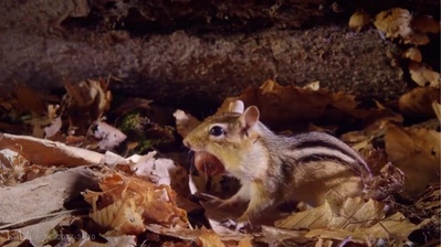 小巨人 3D剧照的剧照