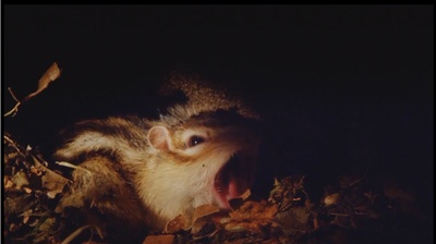 小巨人 3D剧照的剧照