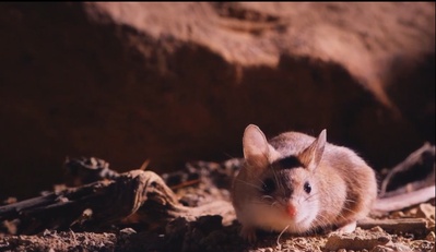 小巨人 3D剧照的剧照