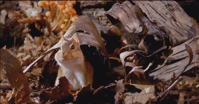 小巨人 3D剧照的剧照