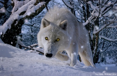 小巨人 3D剧照的剧照