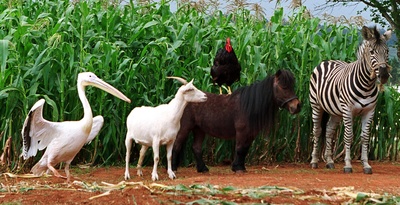 赛场大反攻剧照的剧照