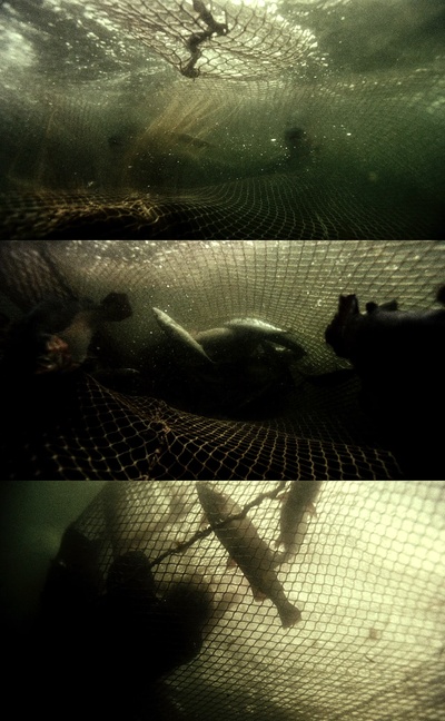 水中仙剧照的剧照