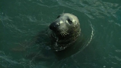 水中仙剧照的剧照