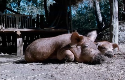 切·格瓦拉传：游击队剧照的剧照