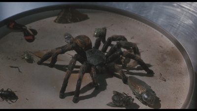 小魔星剧照的剧照