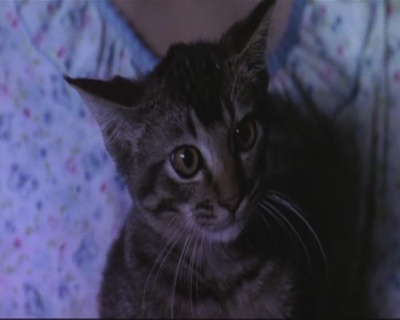 校园鬼降疯剧照的剧照