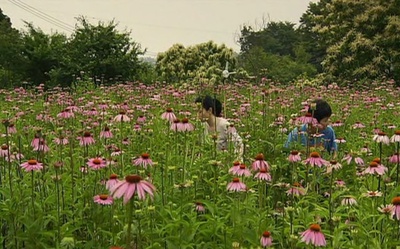 信子，36岁剧照的剧照