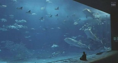 蓝海豚富士剧照的剧照