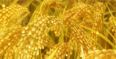 古斯柯布多力传剧照的剧照