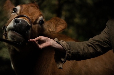 第一头牛剧照的剧照